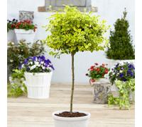 Yougarden Euonymus 'emerald 'n' Gold' Standard Trees, Pair Of Established Plants In 18Cm Pots, 80-100Cm Tall, Ready To Plant, Grow