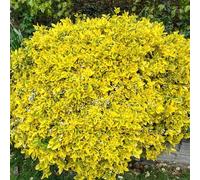 YouGarden - Euonymus fortunei Emerald n Gold Established Plant in 9cm Pot