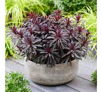 YouGarden Euphorbia Miners Merlot Plant Pot 3 Pack - Size: 9 x 9 x 20cm - Multi - Wilko