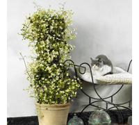 Yougarden Evergreen Clematis 'michiko', 3 X Compact White Spring Flowering Climbers, Pollinator Friendly, Year Round Foliage.