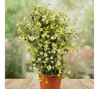 YouGarden Evergreen Clematis 'Michiko', 3 x Compact White Spring Flowering Climbers, Pollinator Friendly, Year Round Foliage, Ready To Plant, 7cm Pots