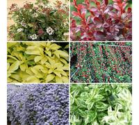 Yougarden Evergreen Shrub Collection - Year Round Colour 6 Plants In 9Cm Pots