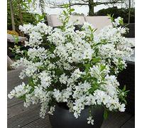 YouGarden Exochorda racemosa Niagara 17cm Pot