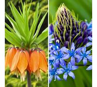 Yougarden Exotic Bulb Duo Collection 5 Spring Flowering Bulbs