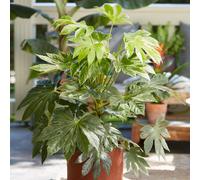 YouGarden Fatsia 'Spiders Web' in a 3L Pot