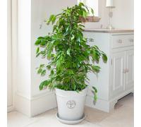 Ficus Benjamina Exotica 'Weeping Fig' Houseplant Green