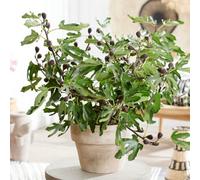 YouGarden Ficus 'Little Miss Figgy', Dwarf Fig Tree, 3 Litre Potted, Ready to Plant, Hardy and Compact, Great for Small Gardens and Patio Pots