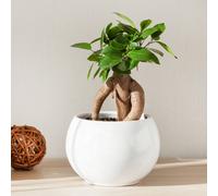 Yougarden Ficus Microcarpa 'ginseng' Bonsai Tree In A 12Cm Pot - Bonsai Tree For Home, Office And Work - Indoor Plants For Air Purifying