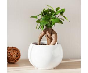 YouGarden Ficus Microcarpa Ginseng in 12cm Pot