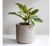 YouGarden Ficus 'Tineke' in a 17cm pot
