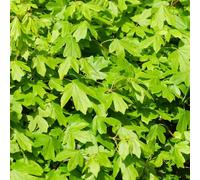 YouGarden Field Maple Hedge 'Acer campestre' Set of 10 Bare Root Hedges 60/90cm