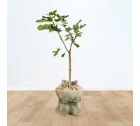 Yougarden Fig 'brown Turkey' Standard Tree, 70-100Cm Tall In 3L Pot, Established And Gift Wrapped In Brown Hessian Bag With Green
