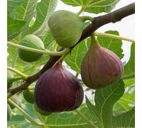 Yougarden Fig Tree 'brown Turkey' Standard, Established Plant 70-100Cm Tall In 3 Litre Pot, Ready To Plant