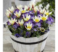 Yougarden First Spring Tulip And Crocus Mix, Set Of 48 Bulbs, Autumn Planting For Spring Flowers, Flowers In Pots And Borders
