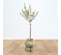 Yougarden Flamingo Willow Tree, Salix Integra 'hakuro-Nishiki', Established 80Cm Tall Standard Tree In 3L Pot, Gift Wrapped In Bro