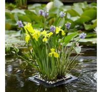 YouGarden Pond Plant Raft kit Floating P Brown