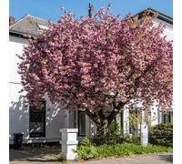 YouGarden - Flowering Cherry Tree Prunus 'Kanzan' Established Plant in 5L Pot