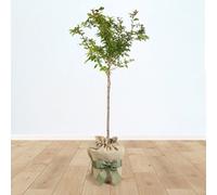 Yougarden Flowering Cherry Tree Prunus 'kojo-No-Mai' Standard, 90Cm Tall In 3L Pot, Established And Gift Wrapped Tree In Brown Hes