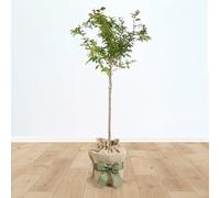 YouGarden Flowering Cherry Tree Prunus 'Kojo-no-Mai' Standard, 90cm Tall in 3L Pot, Established and Gift Wrapped Tree in Brown Hessian Bag with Green Fabric Bow, Ready to Plant or Gift