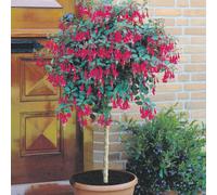YouGarden Flowering Fuchsia Tree in a 19cm pot