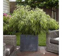 Yougarden Fountain Bamboo Fargesia Rufa In A 2L Pot 40Cm Tall