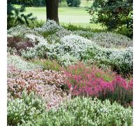 YouGarden Four Seasons Heather Collection, Set of Three Established Heathers in 9cm Pots, Ready to Plant, Evergreen Colour Plants for Pots and Gardens, Plant Now