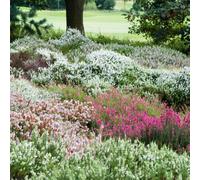 YouGarden Four Seasons Heather Collection, Set of Three Established Heathers in 9cm Pots, Ready to Plant, Evergreen Colour Plants for Pots and Gardens, Plant Now