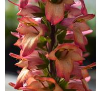 YouGarden Foxglove Illumination Flame Jumbo Plugs x 6