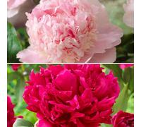 Yougarden Fragrant And Magical Peony Collection, 4 Bare Root Grade 1 Plants, Eden's Perfume And Red Magic, Summer Flowering Garden