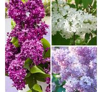 You Garden 3 X Fragrant French Lilac Shrub Bushes Collection Pack Of 3 Established Varieties In 9Cm Pots
