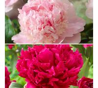 YouGarden Fragrant & Magical Peony Bare Root Collection x4