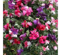 YouGarden Fragrant Trailing Sweet Pea Garden Ready 20