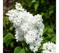 YouGarden French Lilac 'Madame Lemoine' in a 17cm pot