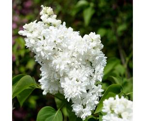 YouGarden French Lilac 'Madame Lemoine' in a 17cm pot