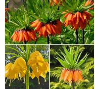Yougarden Fritillaria Crown Imperial Collection 6 Flower Bulbs