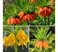 YouGarden Fritillaria Crown Imperial Collection 6 Flower Bulbs | Towering Yellow Orange & Red Spring Flowers, Hardy Architectural Colour for Sunny Borders & Large Patio Pots