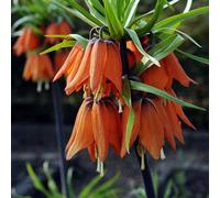 Yougarden Fritillaria Orange 'crown Imperial', Pack Of 2 Giant Bulbs, Early Spring Flowering