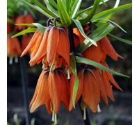 YouGarden Fritillaria Orange x4 Bulbs