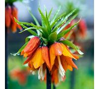 Yougarden Fritillaria 'rubra' Bulbs, Pair 18/20 Orange Crown Imperial, Spring Garden Colour
