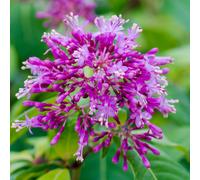 YouGarden Fuchsia arborescens jumbo plug x 6