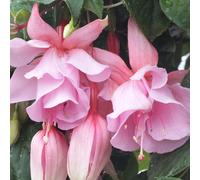 YouGarden Fuchsia Julie Horton plug x 6