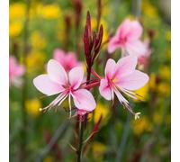 YouGarden Gaura Lindheimeri 'Siskiyou Pink' in 9cm Pots x3