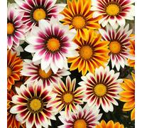 YouGarden Gazania 'Firecracker' Mix, Set of 20 Garden Ready Plants, For Planting Now, Pots or Border Plants with Vibrant Colours