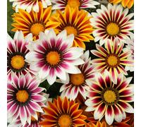 YouGarden Gazania Firecracker Plug Plants x12