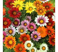 YouGarden Gazania Sunrise Mix plug plants x12