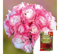 YouGarden Geranium 'Appleblossom' plug plants x12 & 100g Fertiliser