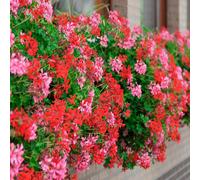 YouGarden Geranium Decora Balcony Mixed Plug Plants x12