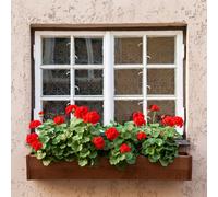 YouGarden Geranium 'Decora Balcony Red' plug plants x12