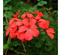 YouGarden Geranium Decora Balcony Red plug x 12