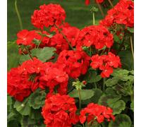 YouGarden Geranium Fire Queen plug plants x24